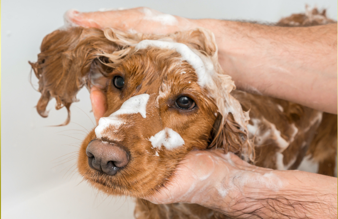 About Me – Your local, Ringwood based dog groomer